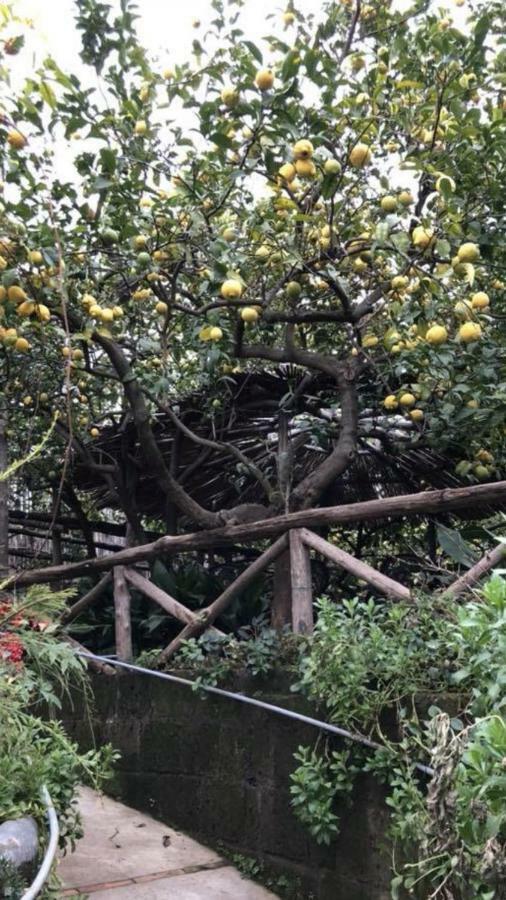 Ferienwohnung Rosy Monolocale Nel Centro Storico Di Torre Annunziata Di Fronte Scavi Oplonti Exterior foto